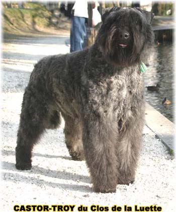 bouvier des flandres du clos de la luette - copyright d&eacute;pos&eacute;